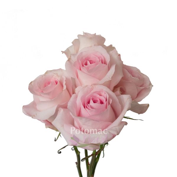 Sweet Akito Rose Baby Light Pink 50 Cm Potomac Floral Wholesale